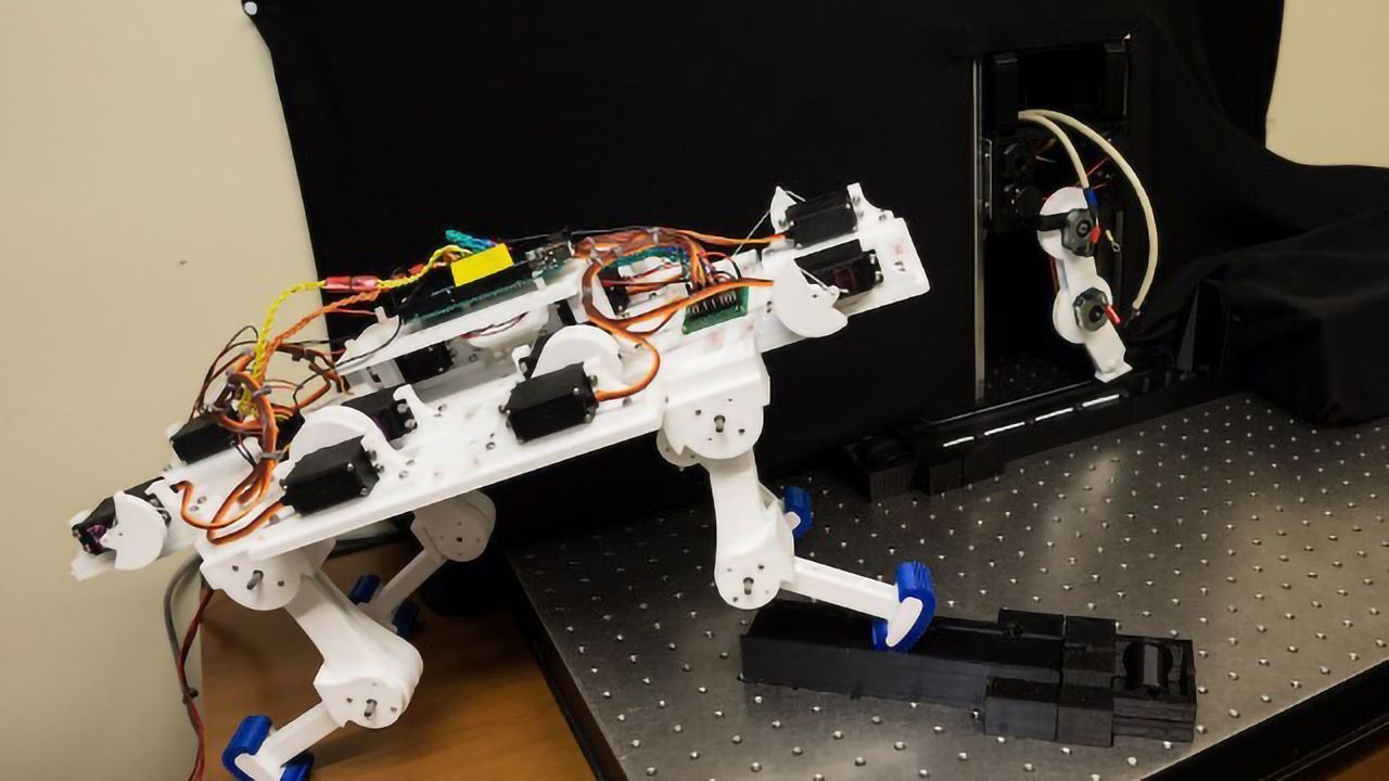 The First Steps of a Learning Robot Limb