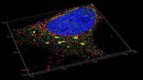 Gene Keeps PTSD-Like Behavior at Bay in Female Mice