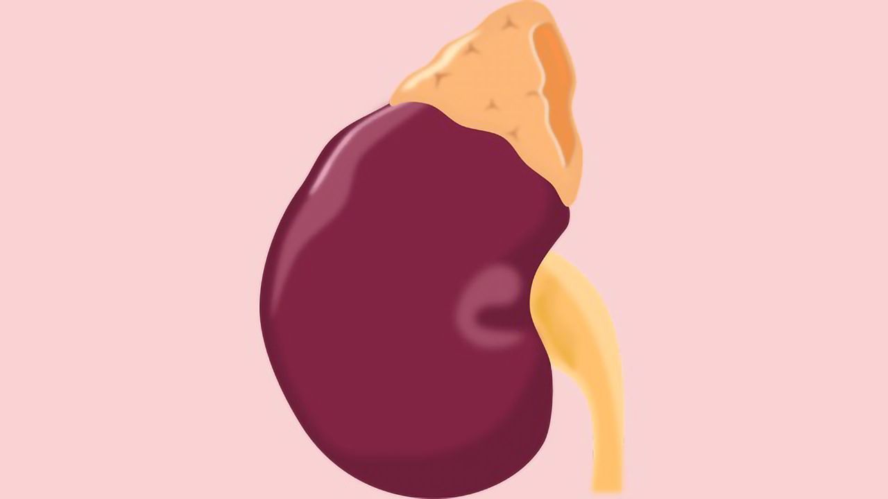 Kidney Health Is for You Too