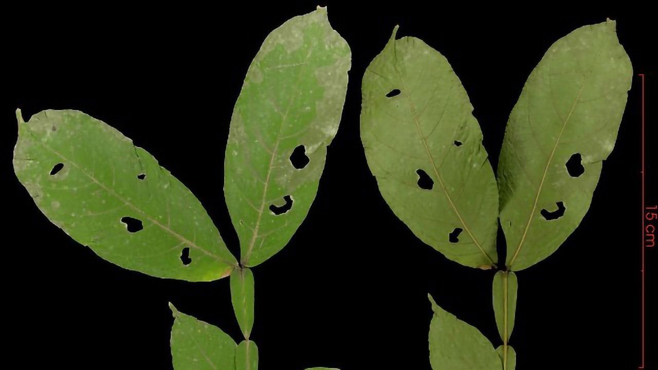 Chemical Innovation by Ice Cream Bean Relatives