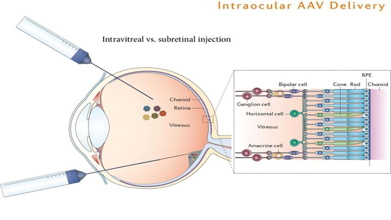 Blind Mice Regain Sight After Single Gene Insertion