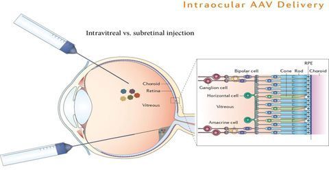 Blind Mice Regain Sight After Single Gene Insertion