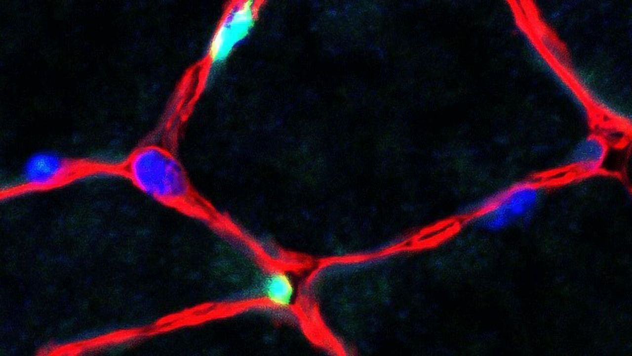 Muscle Stem Cell Proliferation Regulated by Oscillatory Gene Expression