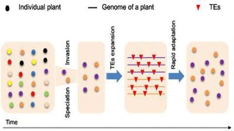 “Jumping” Genes and Adaptation