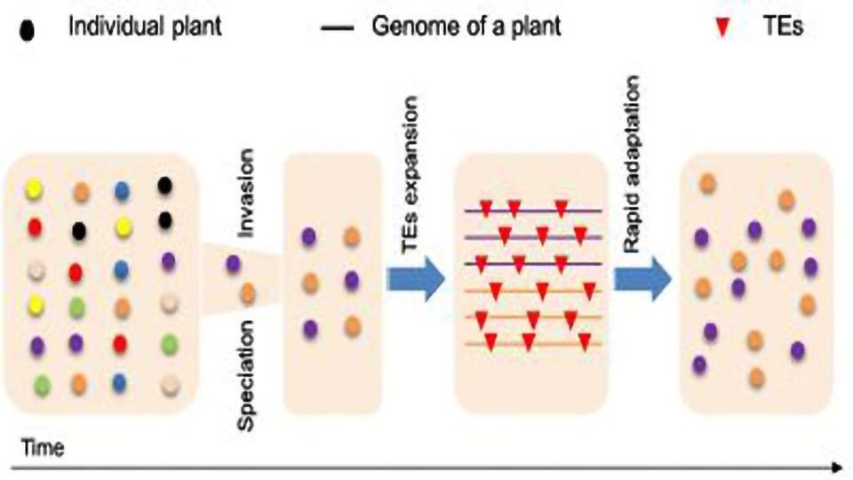 “Jumping” Genes and Adaptation Technology Networks
