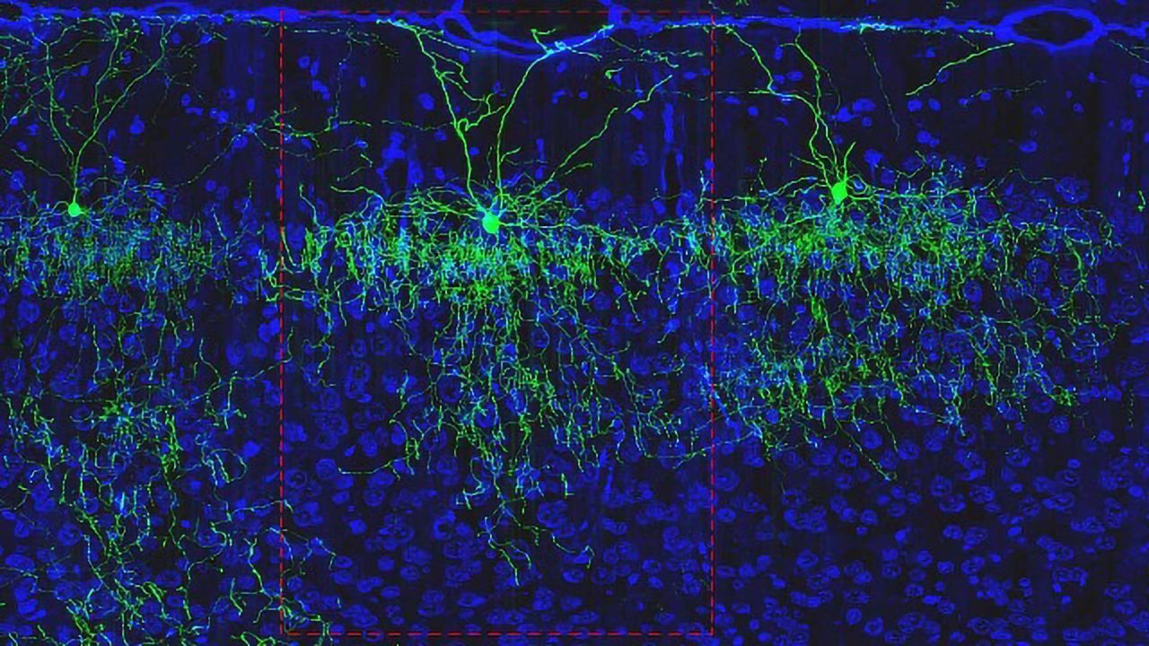 BRAIN Scientists Make Strides in Mapping the Mouse Cortex