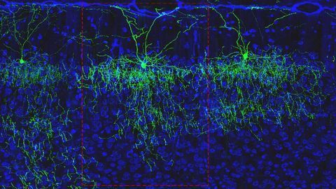 BRAIN Scientists Make Strides in Mapping the Mouse Cortex