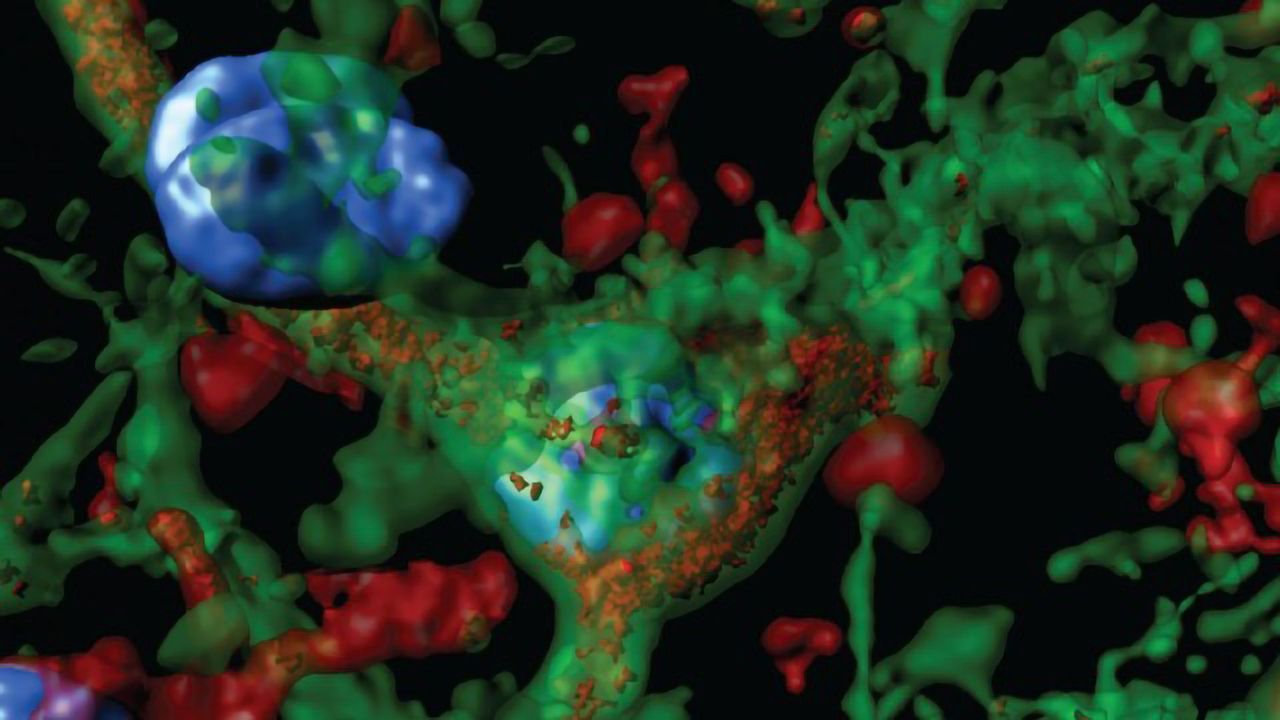 Hunting the Brain Circuits Behind Alcohol Cravings