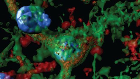 Hunting the Brain Circuits Behind Alcohol Cravings