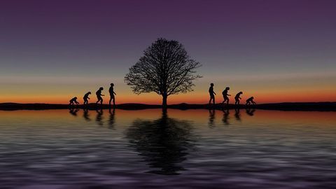 Why Humans Are Adaptable yet Delicate