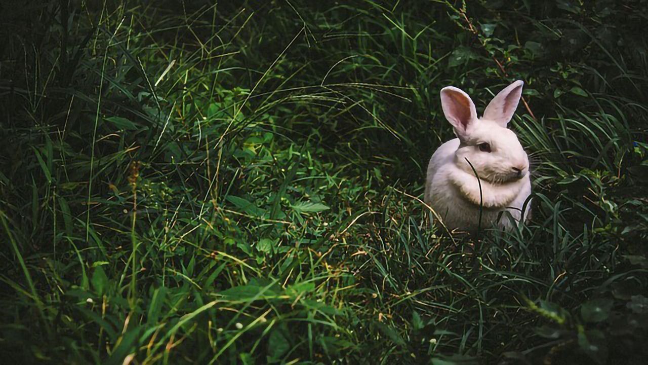 Rabbits Like to Eat Plants With Lots of DNA