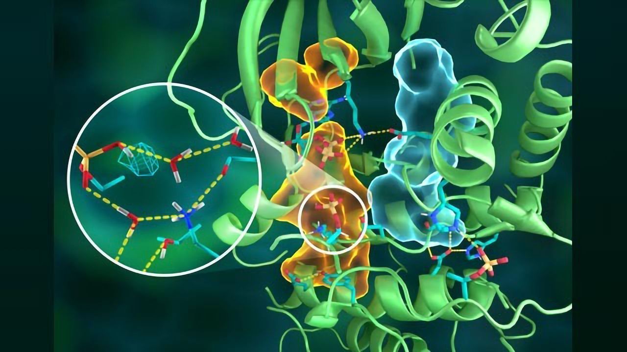 Neutrons Paint Atomic Portrait of Protein Kinase A