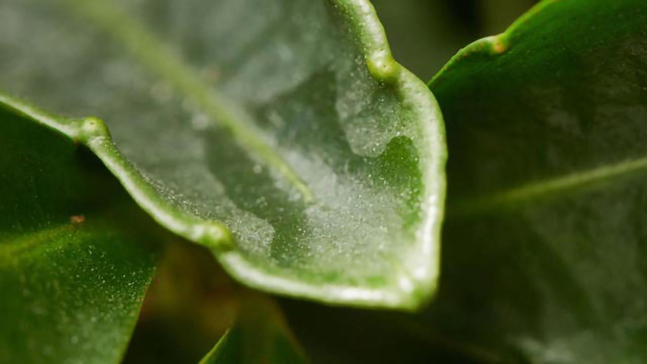 Substance From Plant Slows Down Aggressive Eye Cancer