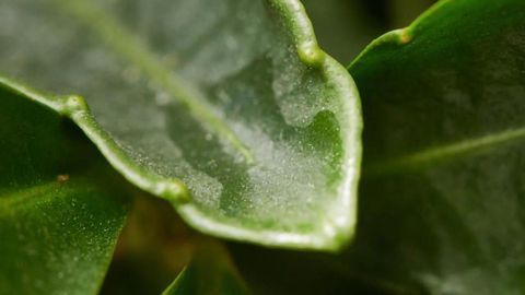 Substance From Plant Slows Down Aggressive Eye Cancer