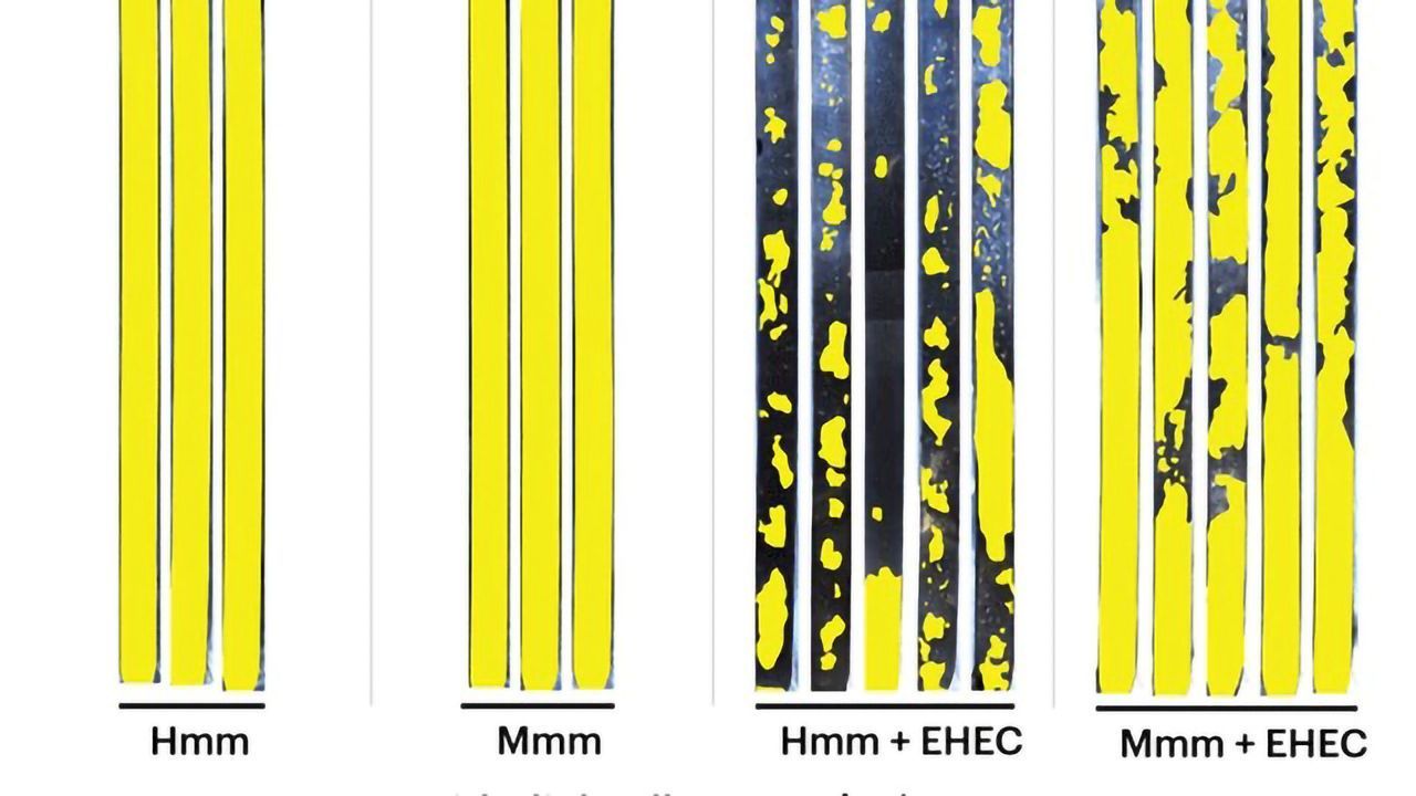 Microbe Motility Enhanced by Microbiome Metabolites in Colon Chip