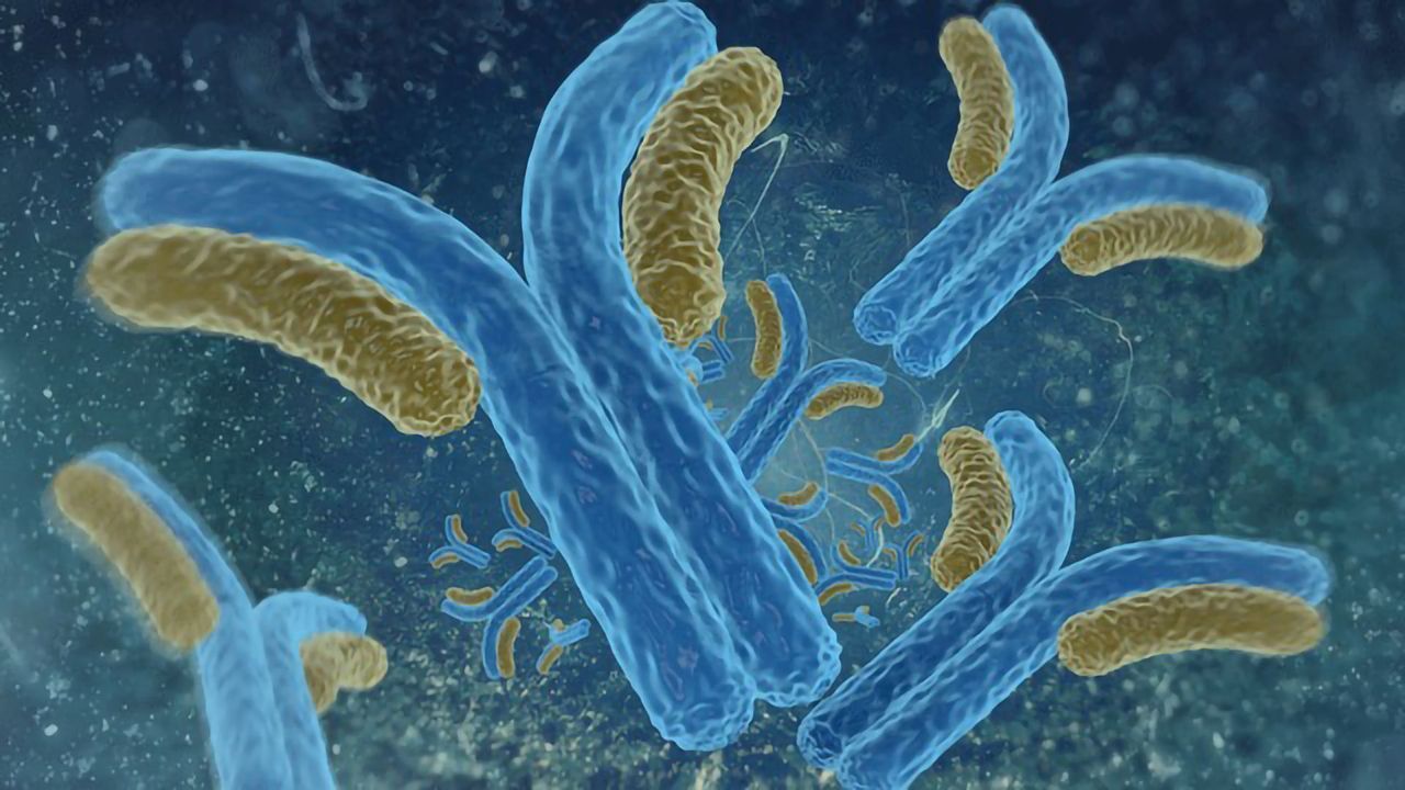 Antibodies Stabilize Plaque in Arteries