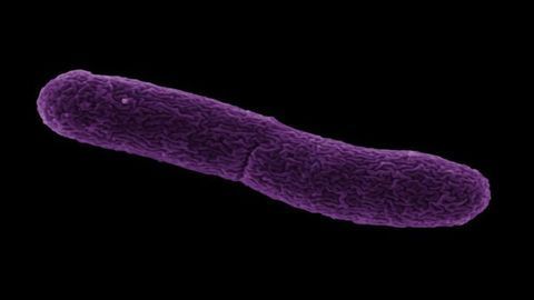 Mobile DNA Element Found in Mosquito Parasite Has Potential for Infectious Disease Control