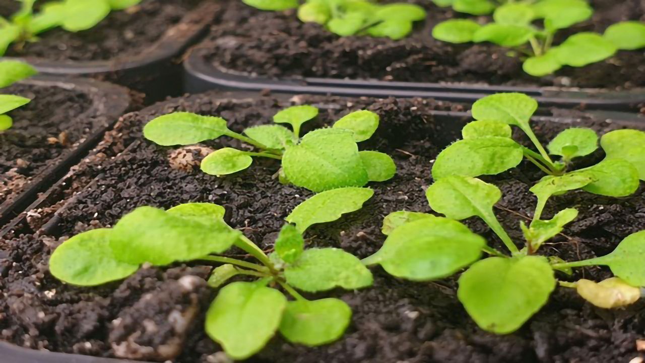 How Plants Transfer Immunity