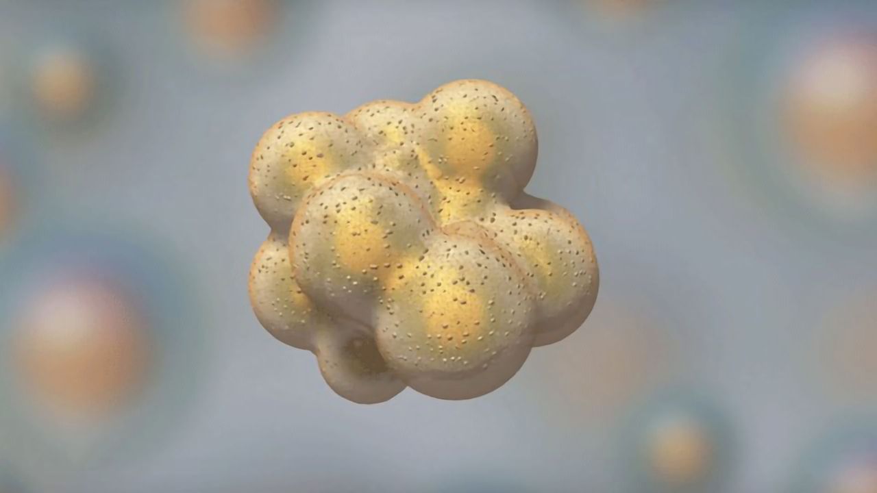"What is Apoptosis?" The Apoptotic Pathways and the Caspase Cascade