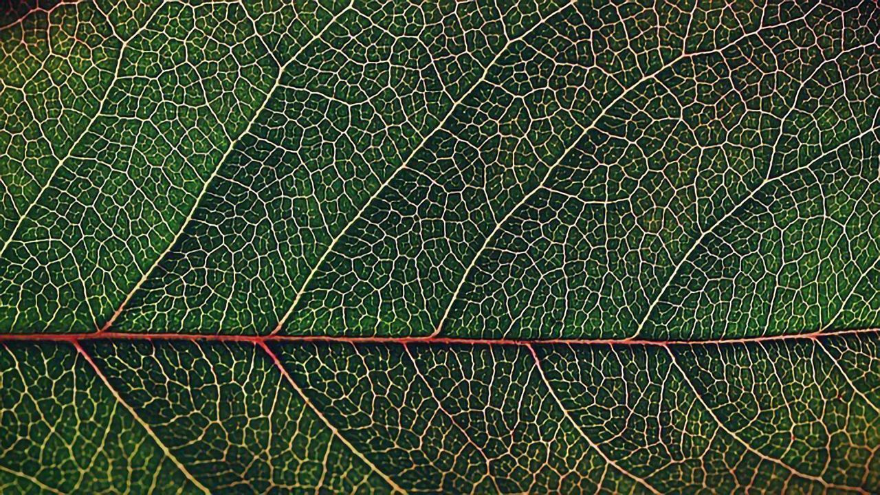 Revealing the Plant Genes That Shaped Our World