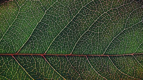 Revealing the Plant Genes That Shaped Our World