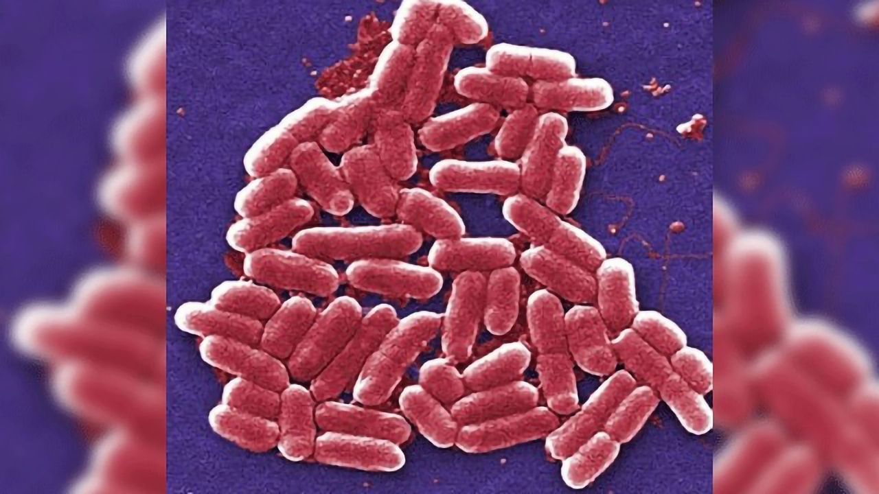 Bacteria Bide Their Time When Antibiotics Attack