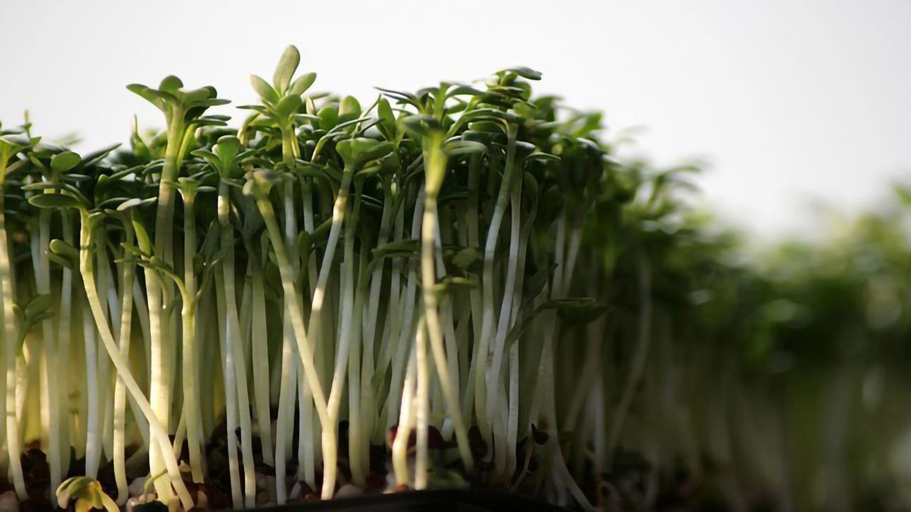 Plant Immunity Cut to Size