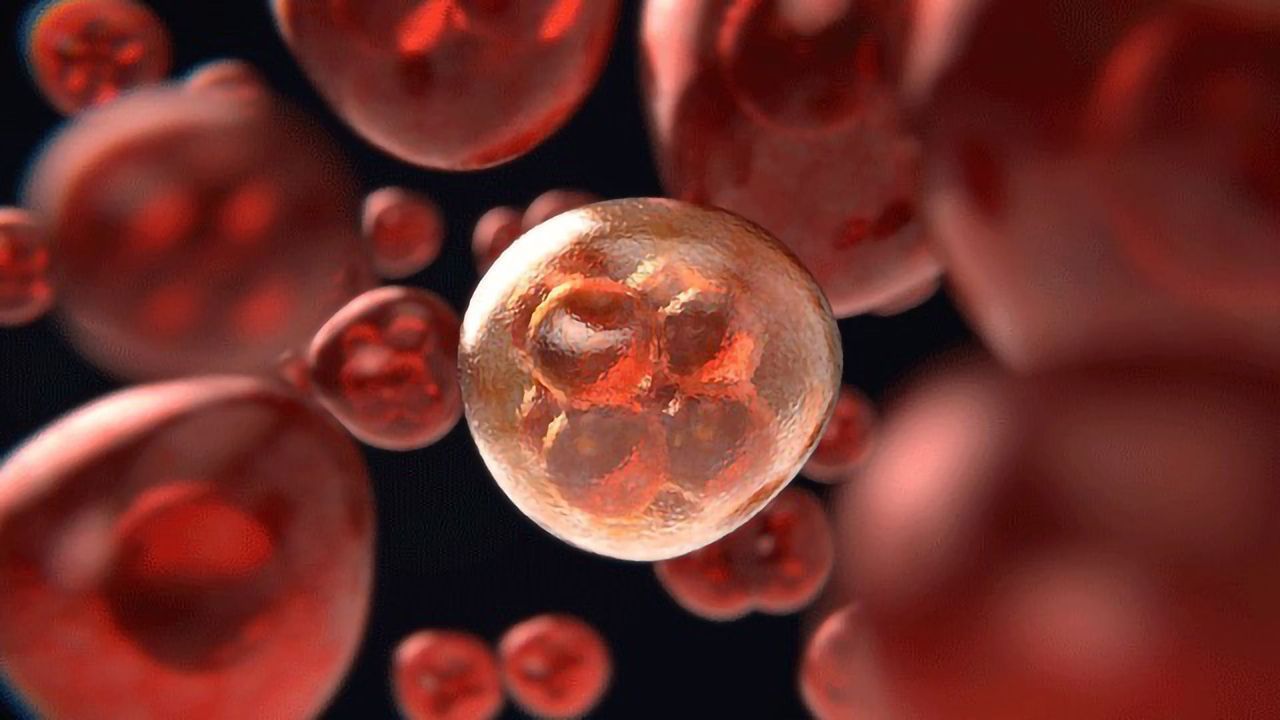 A New Perspective on Immune and Blood Cell Production