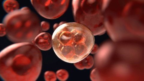 A New Perspective on Immune and Blood Cell Production