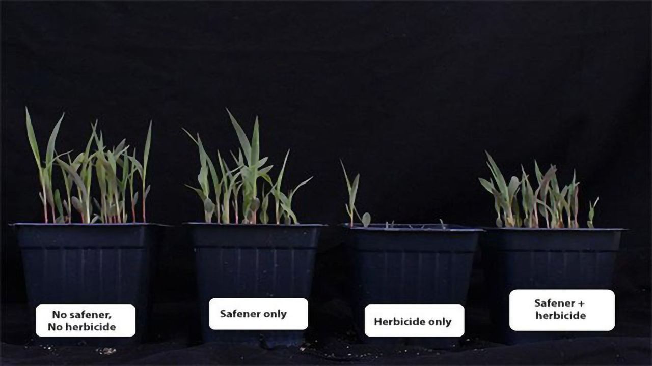 Natural Plant Defense Genes