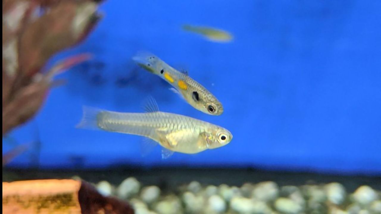 Male Fish Have Genes to Thank for Their Dazzling Looks