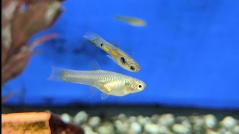 Male Fish Have Genes to Thank for Their Dazzling Looks