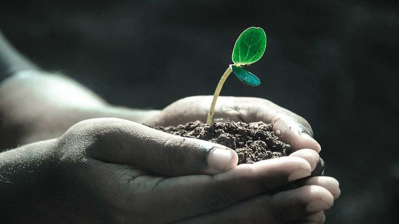 Seeds Inherit Memories From Their Mothers