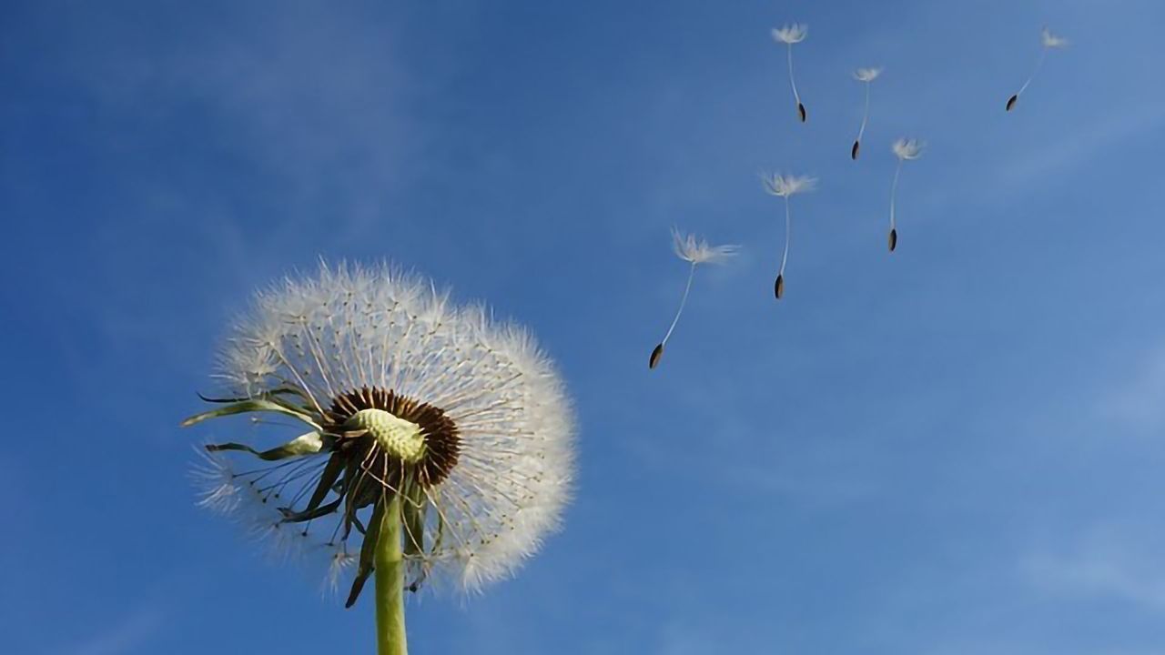 Bacteria Catch the Breeze to Spread Globally