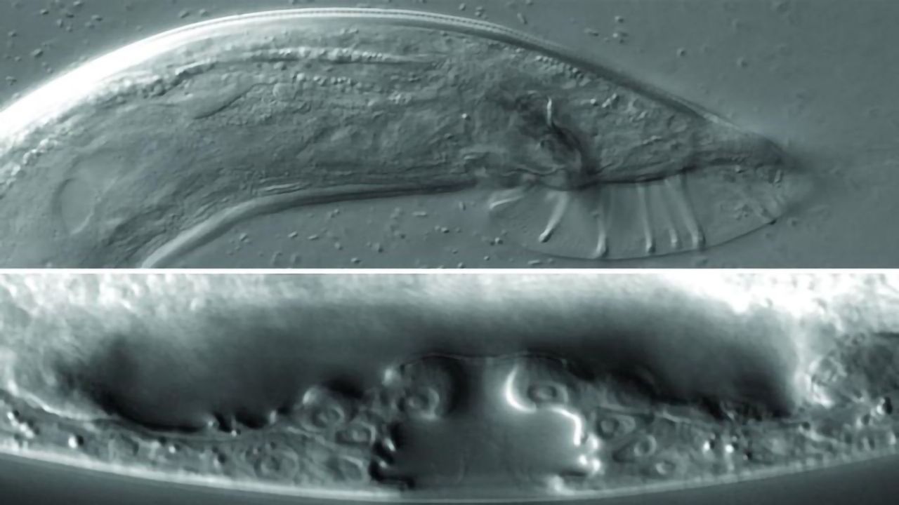 A Key Player in the Maturation of Sexual Organs