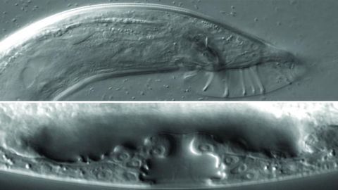 A Key Player in the Maturation of Sexual Organs