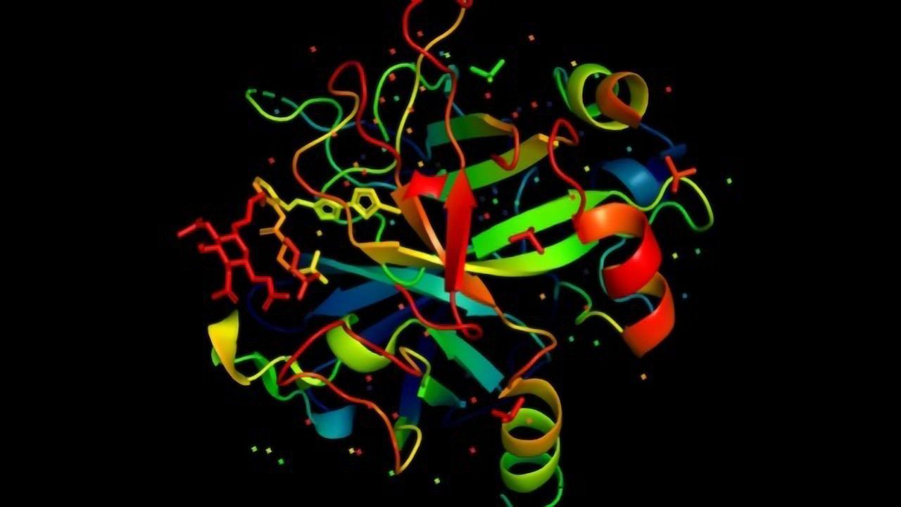 Model Reveals How Amino Acids Determine Protein Function