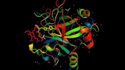 Model Reveals How Amino Acids Determine Protein Function