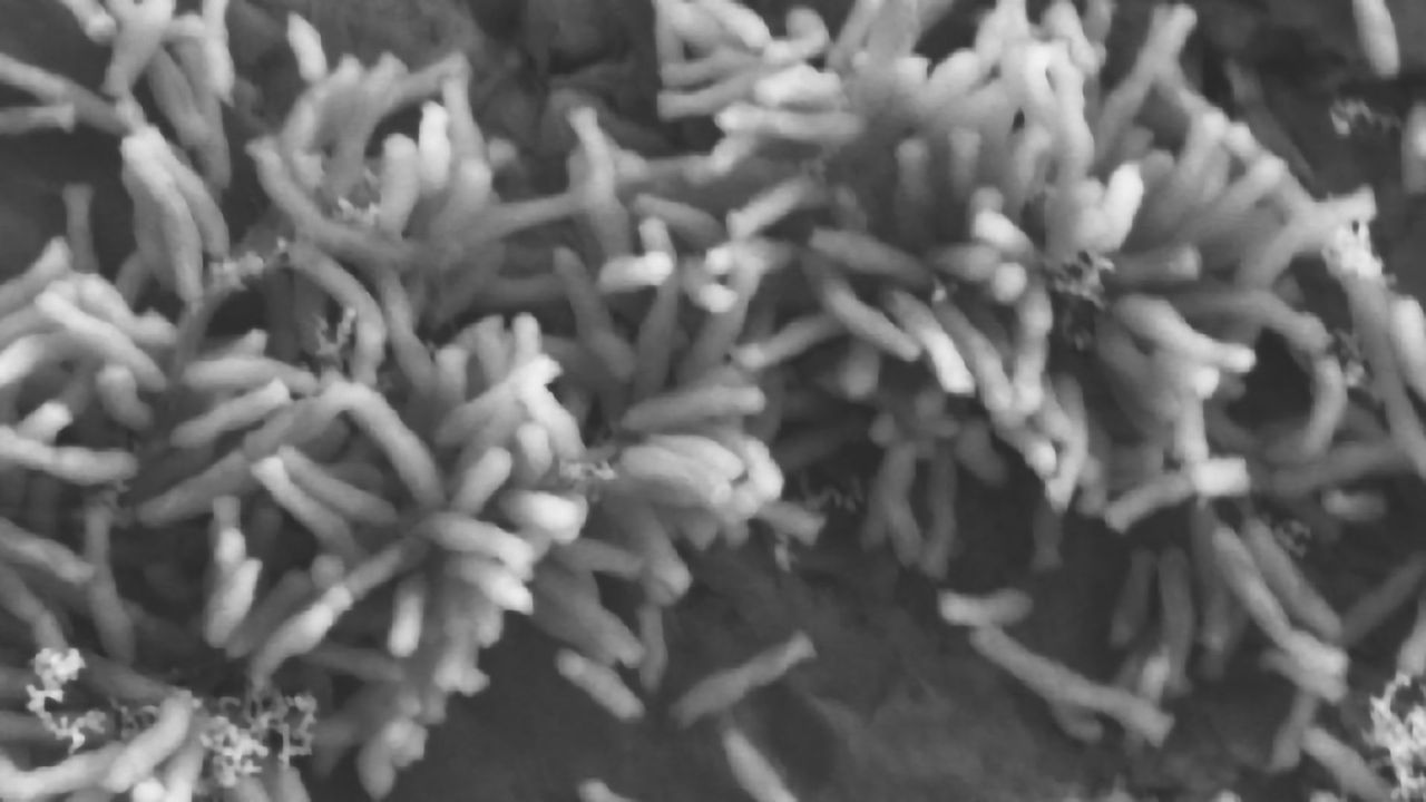 How Electricity-eating Microbes Fix Carbon Dioxide Using Electrons