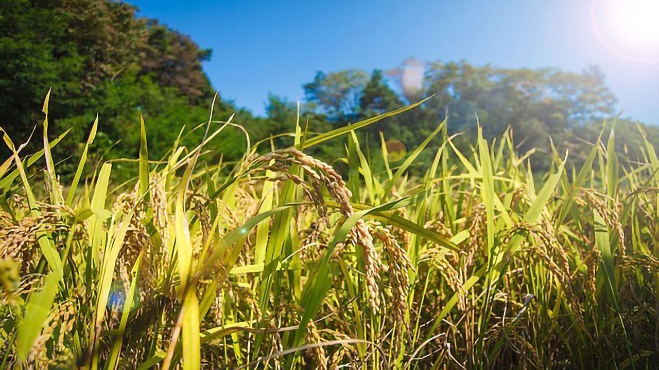 Uncovering Genome-Wide Responses That Limit Crop Growth