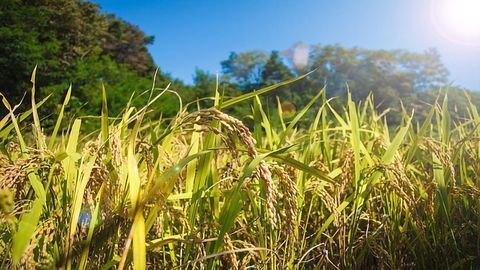 Uncovering Genome-Wide Responses That Limit Crop Growth