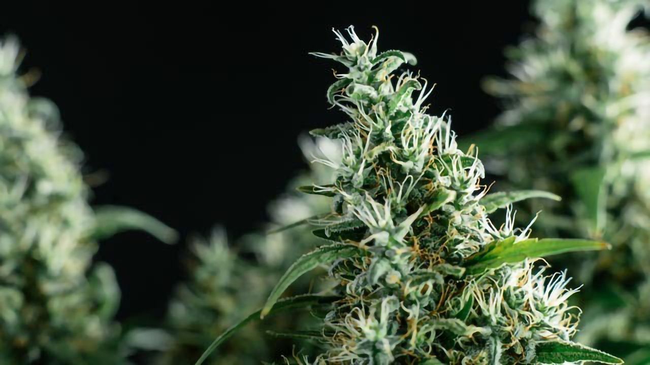 Patients With and Without Cancer Favor Different Forms of Medical Marijuana