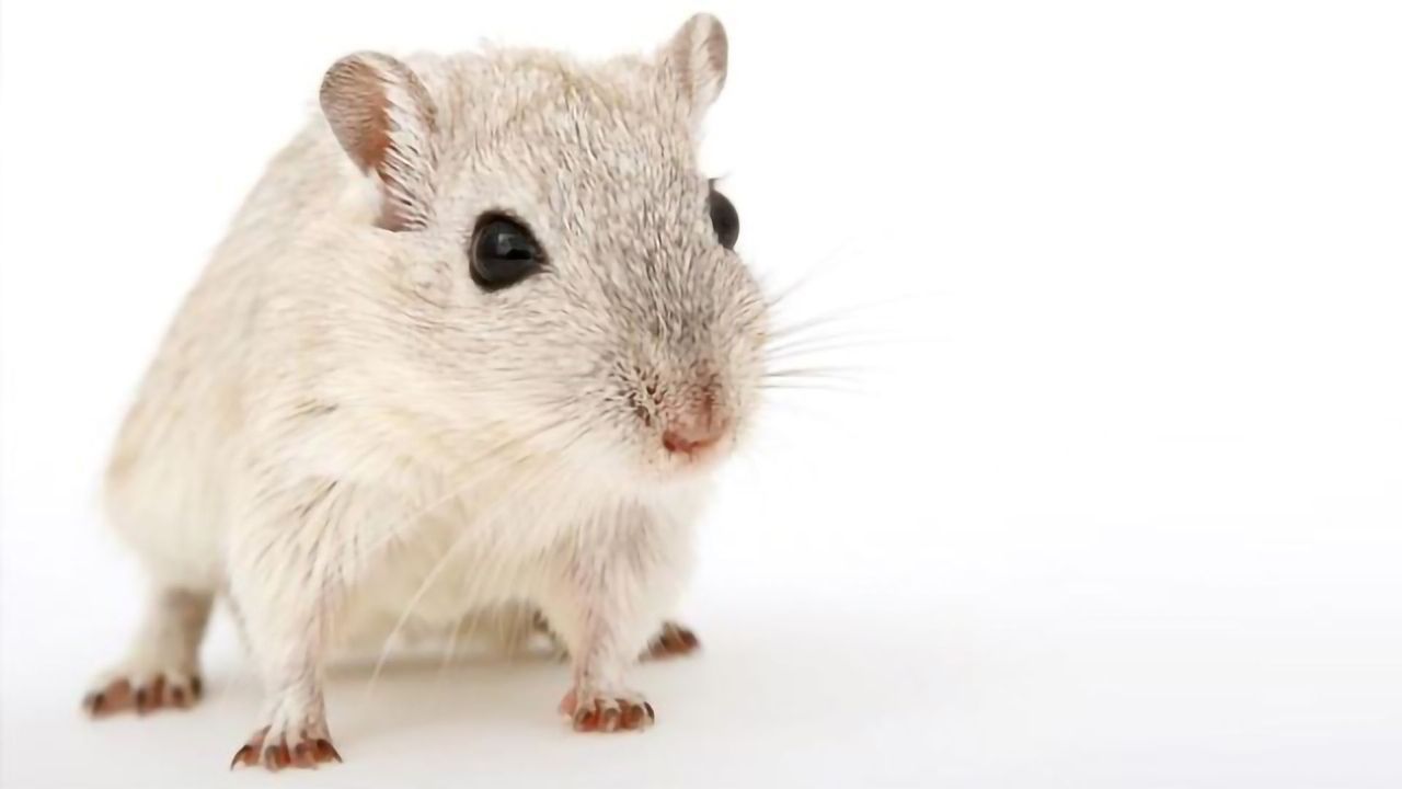 “Pulsing” Ultrasound Improves Drug Delivery to Brains of Mice