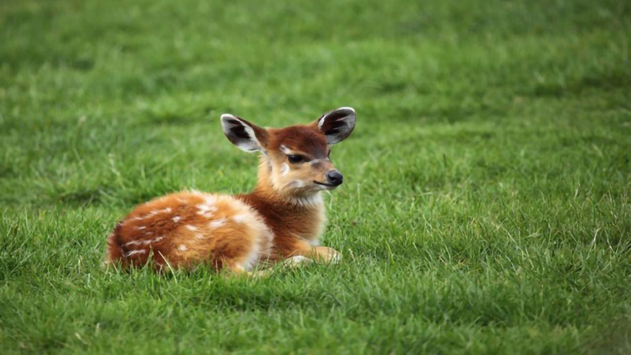 Genetic Tagging May Help Conserve the World’s Wildlife