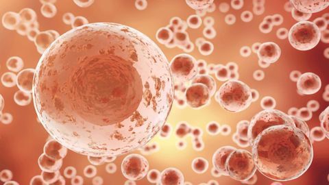 Shielding Cell Transplants in Microcapsules