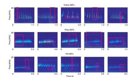 What is the Brain Listening for in Vocalizations?