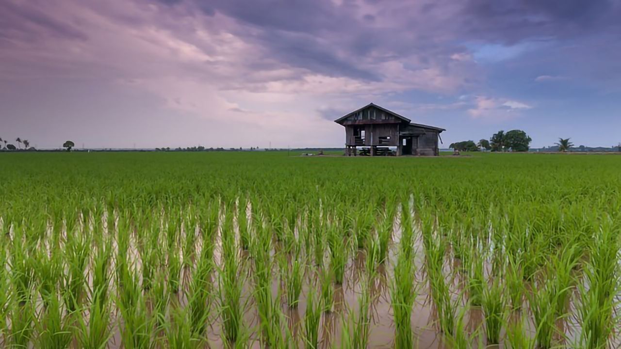 Balancing Nutrients Makes the Most of Rice