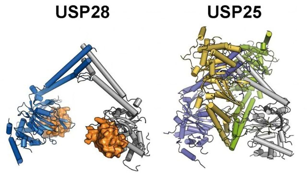 Differences Between Two Cancer-promoting Enzymes Discovered