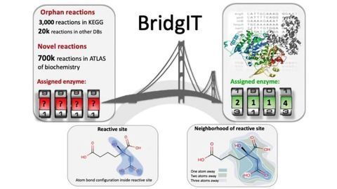 “BridgIT” Identifies Candidate Genes and Catalyzing Proteins for Orphan and Novel Enzyme Reactions