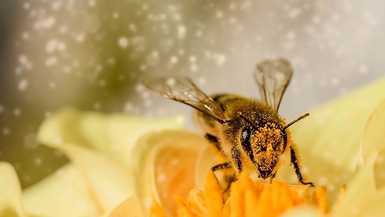 Bee Spit and Flower Oil Inspire New Glues